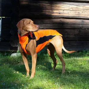 Dog sweater Back on Track Eddie image-1
