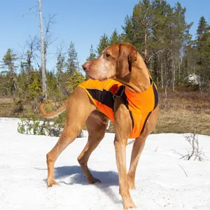 Dog sweater Back on Track Eddie image-3