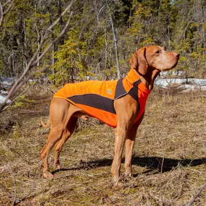 Dog sweater Back on Track Eddie image-4