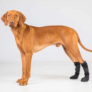 Chaussures de protection pour chien pattes arrière Back on Track Lola image-1