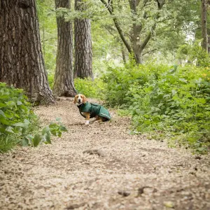 Manteau pour chien Back on Track Buddy image-5