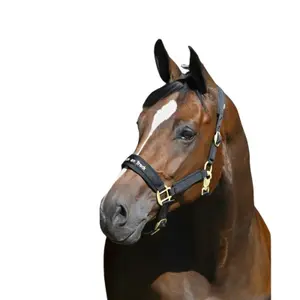 Halter for horse Back on Track Werano image-1