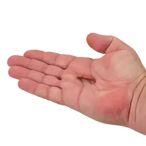 Leurre Berkley Ghfpc1-nc Gp 1in Ft P (x14) image-1