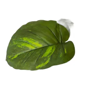 PVC, polyethylene and iron branches BigBuy Home image-1