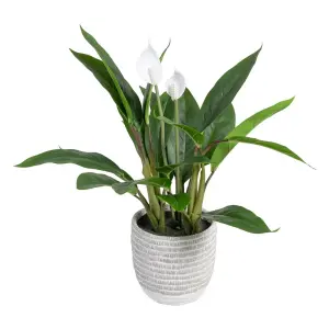 Impianto da interno in ferro, polietilene e pvc BigBuy Home image-0