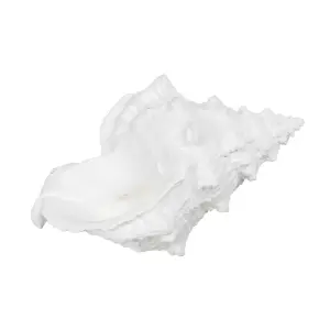 Decorative resin conch figurine BigBuy Home image-1