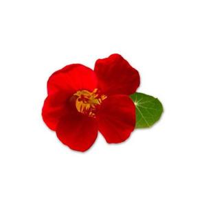 Składniki odżywcze dla ogrodu warzywnego Bioponis Capucine Major Naine (x5) image-1