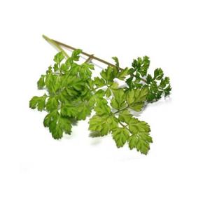 Składniki odżywcze dla ogrodu warzywnego Bioponis Cerfeuil Commun Simple (x5) image-1