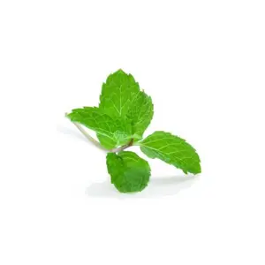 Gemüsegartennährstoff Bioponis Menthe Verte (x5) image-1