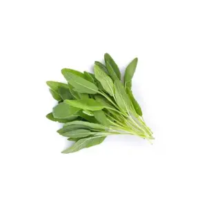 Næringsstof til køkkenhaven Bioponis Sauge Officinale (x5) image-1