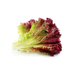 Nutriment de potager Bioponis Lollo Rossa (x5) image-1