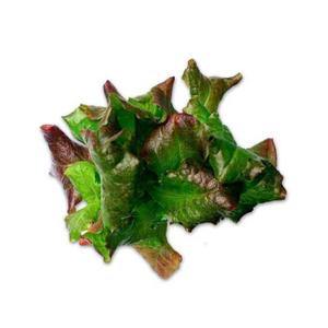 Składniki odżywcze dla ogrodu warzywnego Bioponis Grenobloise (x5) image-1