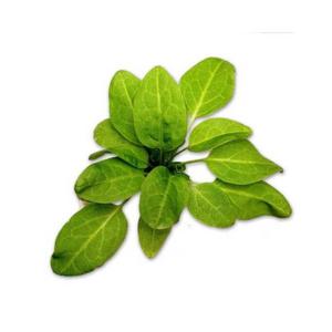 product/b/i/bioponis_bio30161g_vert_2.jpg