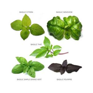 Basilikblandning Bioponis (x5) image-1