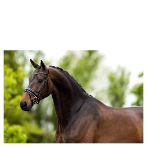 Anatomical riding bridles BR Equitation Andover image-1