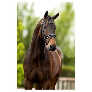 Anatomical riding bridles BR Equitation Andover image-2