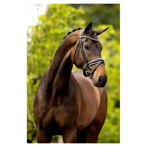 Cabezadas anatómicas BR Equitation Southam image-2