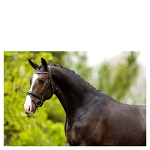 Cabezadas anatómicas BR Equitation Southam image-1