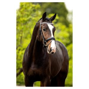 Cabezadas anatómicas BR Equitation Windermere image-2