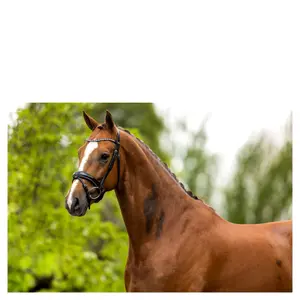 Anatomical riding bridles BR Equitation Bristol image-1