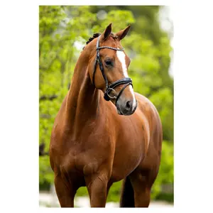 Anatomical riding bridles BR Equitation Bristol image-2