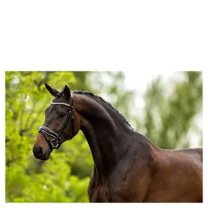 Cabezadas anatómicas BR Equitation Plymouth II image-1