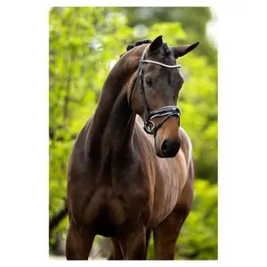 Cabezadas anatómicas BR Equitation Plymouth II image-2