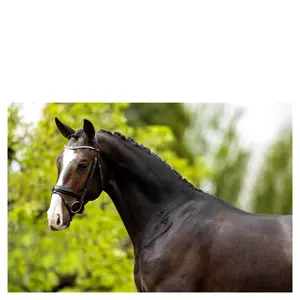 Cabezadas anatómicas BR Equitation Plymouth II image-1