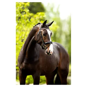 Cabezadas anatómicas BR Equitation Plymouth II image-2