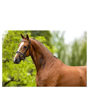Anatomiske ridetrøjer BR Equitation Newcastle image-1