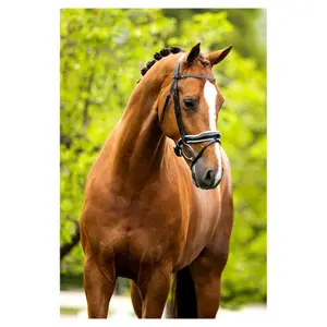 Anatomiske ridetrøjer BR Equitation Newcastle image-2