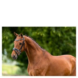 Engelska kombinerade ridträns BR Equitation Ipswich image-2