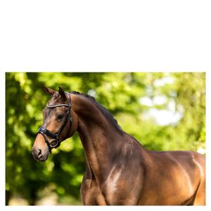 Engelska kombinerade ridträns BR Equitation Ipswich image-1