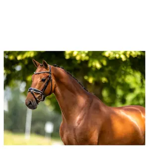 Träns för ridning BR Equitation Oldham image-2