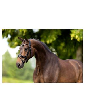 Ridetrøjer BR Equitation Oldham image-2