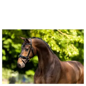 Anatomische hoofdstellen BR Equitation Kingston image-2