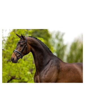 Cabezadas anatómicas BR Equitation Kingston image-1