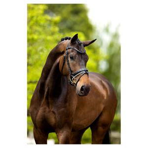 Cabezadas anatómicas BR Equitation Kingston image-2