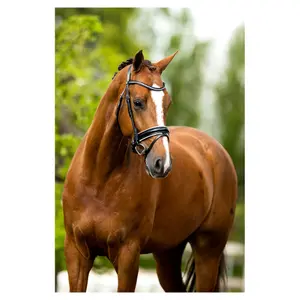 Cabezadas anatómicas BR Equitation Eston image-1