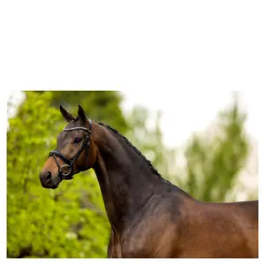 Ανατομικά καπίστρια ιππασίας BR Equitation Cambridge image-2