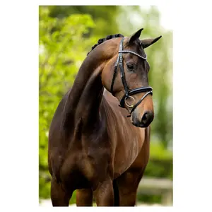 Ανατομικά καπίστρια ιππασίας BR Equitation Cambridge image-1