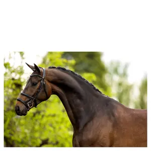 Cabezadas anatómicas BR Equitation Bath image-1