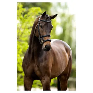 Cabezadas anatómicas BR Equitation Bath image-2