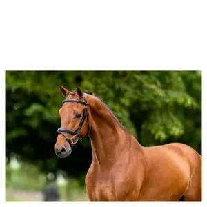 Bridas de montar BR Equitation Cheltenham image-2