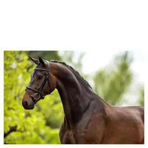 Anatomische hoofdstellen BR Equitation Kendal image-2