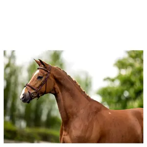 Anatomische hoofdstellen BR Equitation Kendal image-1