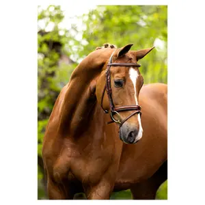 Anatomische hoofdstellen BR Equitation Kendal image-2