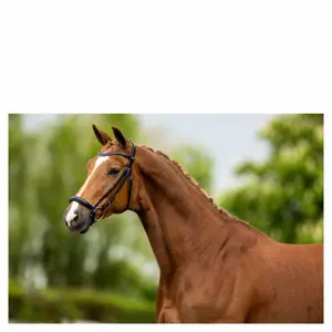 Bridas de montar BR Equitation Hereford image-1