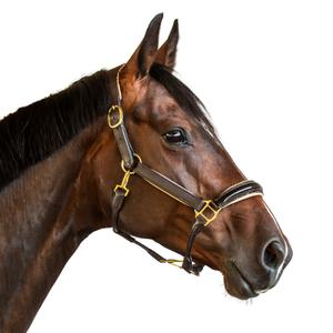 Leather halter for horse Bridlery Eternity