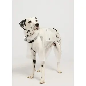 Dog coat Bruno's Shop Full-Body image-2